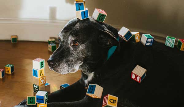 dog with toy blocks